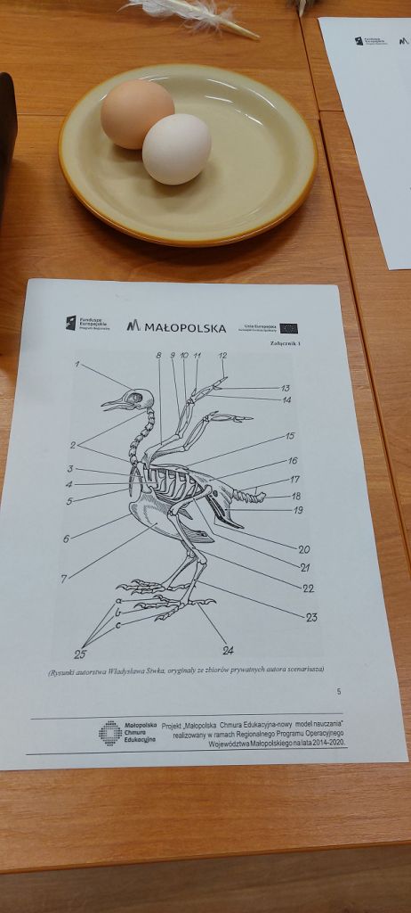 U góry zdjęcia znajdują się dwa ptasie jaja. Poniżej kartka z grafiką przestawiającą szkielet ptaka.