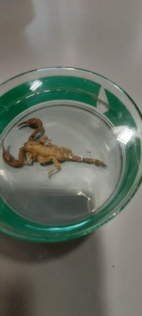 Skorpion w szklanym pojemniku.