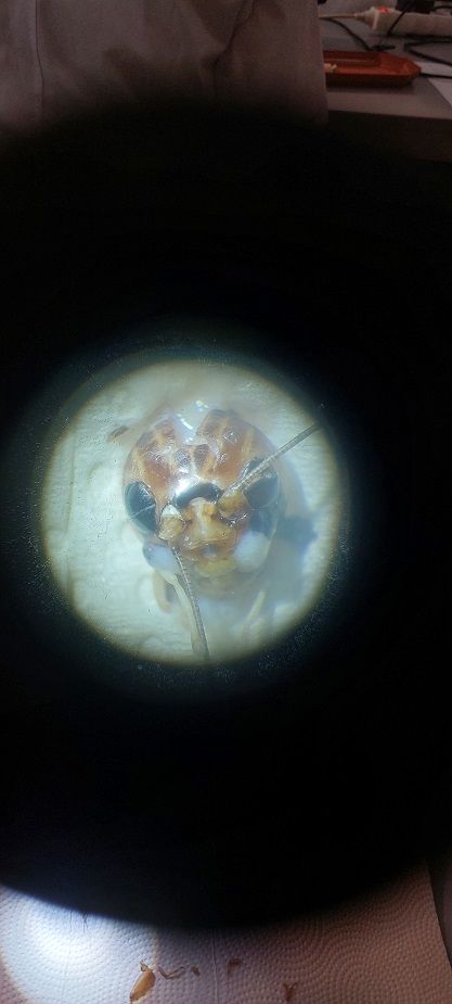 Widok na obiekt badań przez mikroskop. "Uśmiechięty" robaczek.